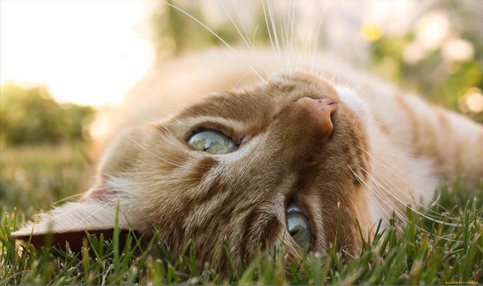 , , cat